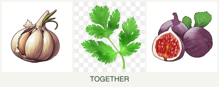 Can you plant garlic, parsley and figs together?