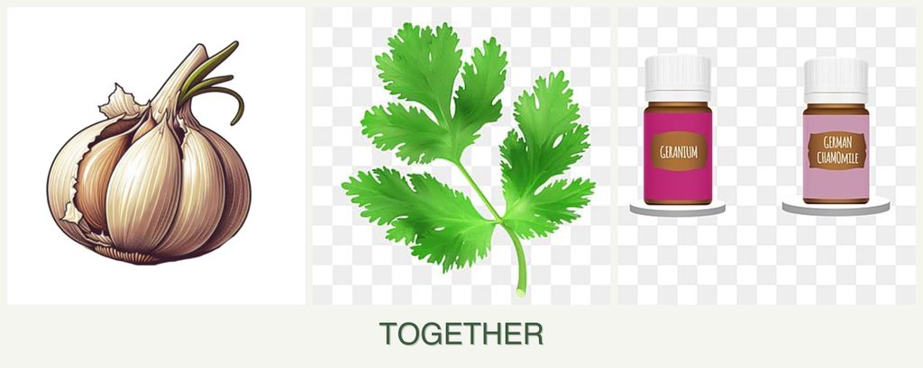 Can you plant garlic, parsley and geraniums together?