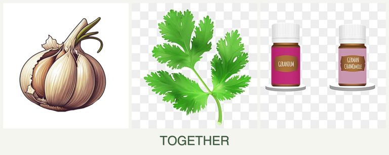 Can you plant garlic, parsley and geraniums together?