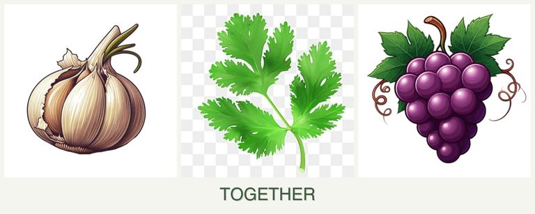 Can you plant garlic, parsley and grapes together?