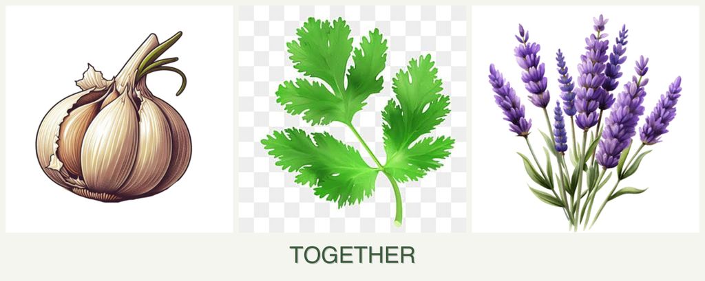 Can you plant garlic, parsley and lavender together?