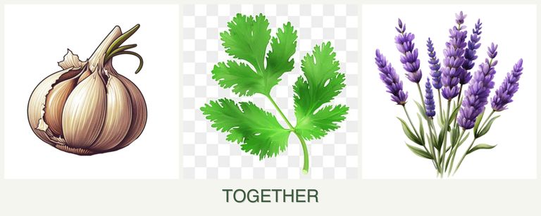 Can you plant garlic, parsley and lavender together?