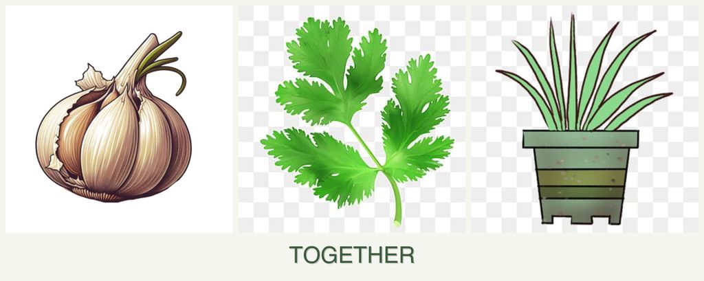 Can you plant garlic, parsley and lemongrass together?