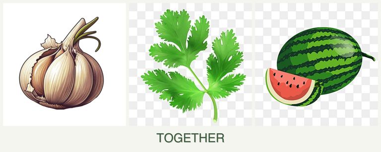 Can you plant garlic, parsley and melons together?