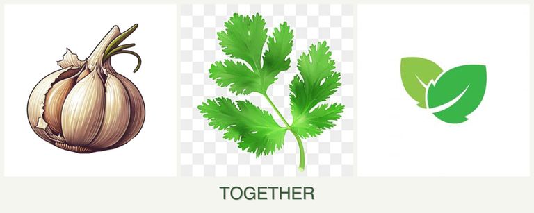 Can you plant garlic, parsley and mint together?