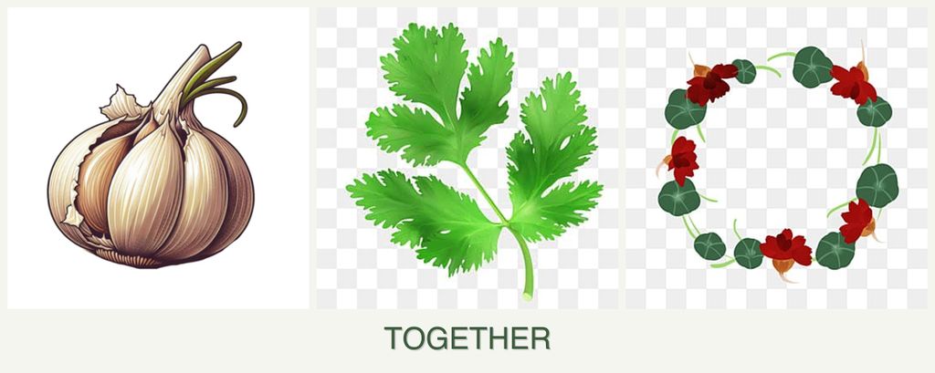 Can you plant garlic, parsley and nasturtiums together?