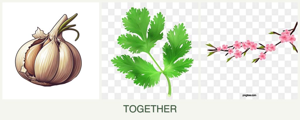 Can you plant garlic, parsley and peaches together?