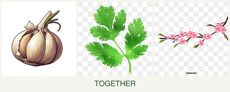 Can you plant garlic, parsley and peaches together?