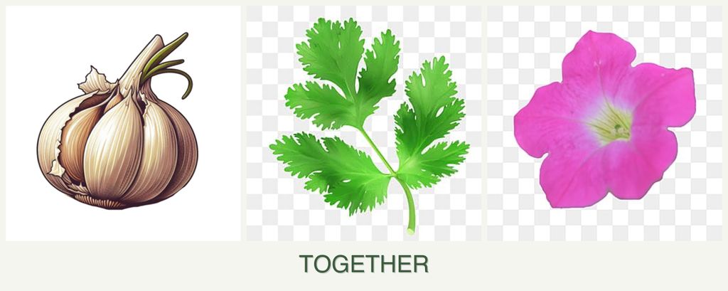 Can you plant garlic, parsley and petunias together?