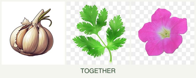 Can you plant garlic, parsley and petunias together?