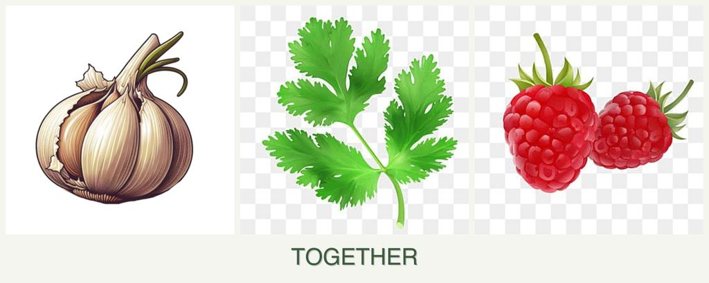 Can you plant garlic, parsley and raspberries together?
