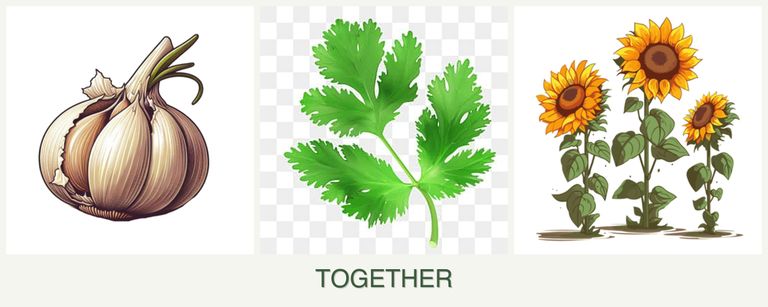 Can you plant garlic, parsley and sunflowers together?