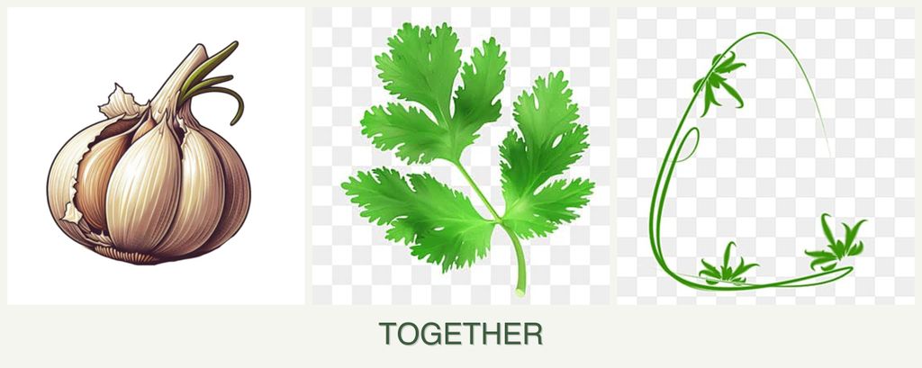 Can you plant garlic, parsley and tarragon together?