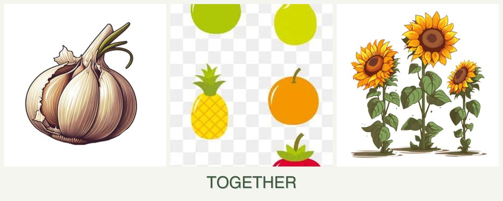 Can you plant garlic, pears and sunflowers together?