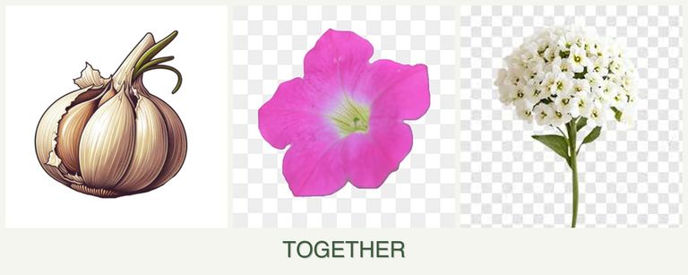Can you plant garlic, petunias and alyssum together?