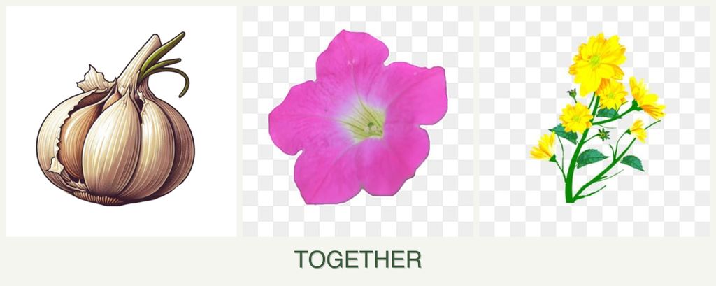 Can you plant garlic, petunias and calendula together?