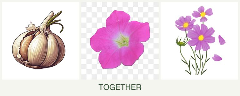 Can you plant garlic, petunias and cosmos together?