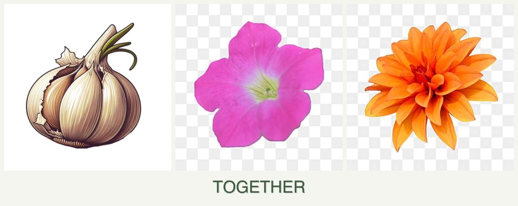 Can you plant garlic, petunias and dahlias together?