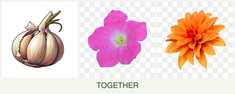 Can you plant garlic, petunias and dahlias together?