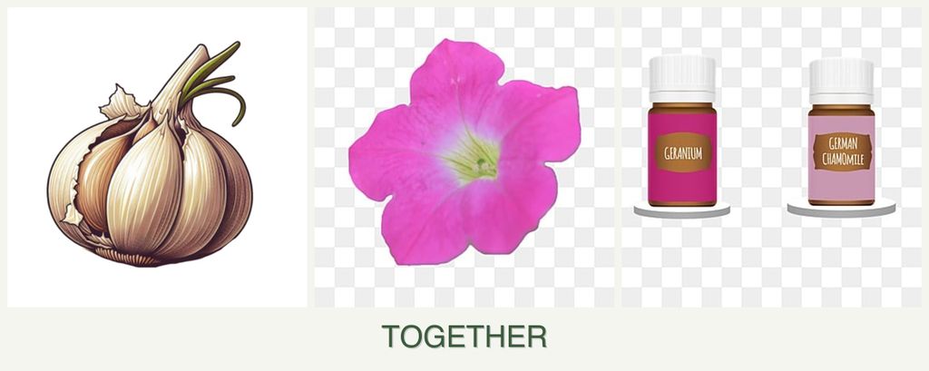 Can you plant garlic, petunias and geraniums together?