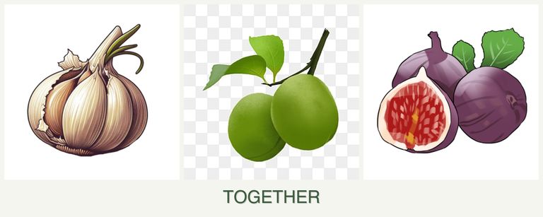 Can you plant garlic, plums and figs together?