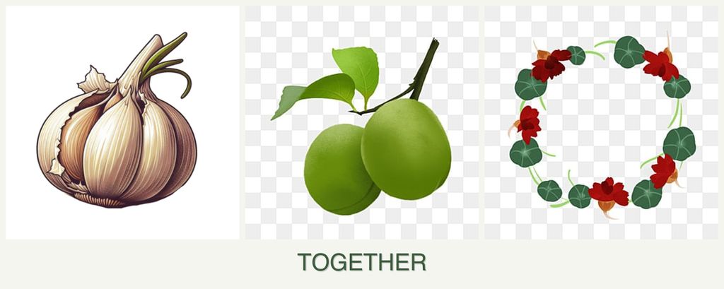 Can you plant garlic, plums and nasturtiums together?