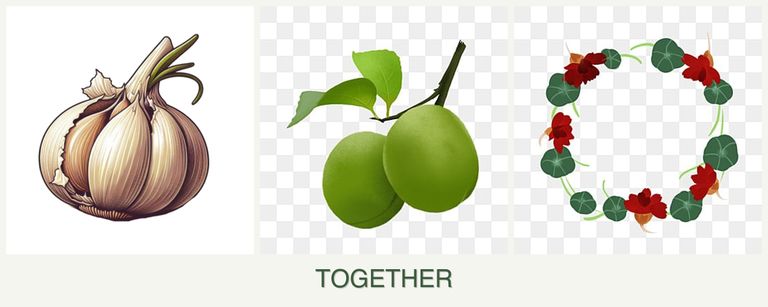 Can you plant garlic, plums and nasturtiums together?