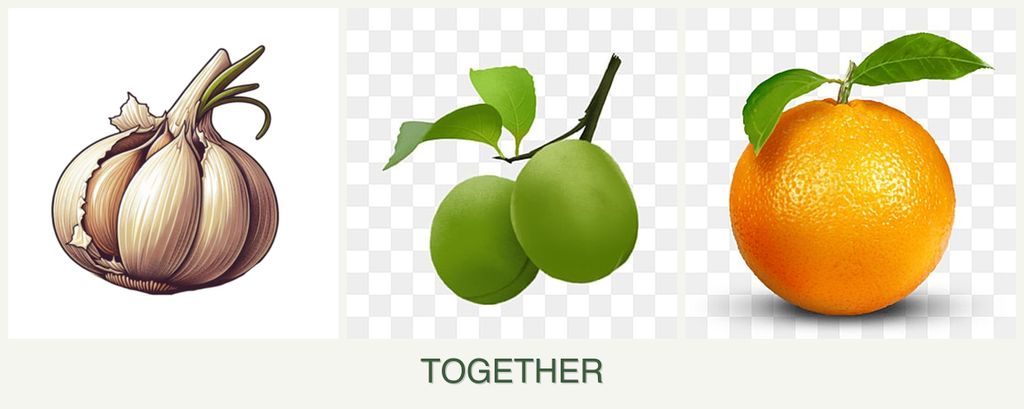 Can you plant garlic, plums and oranges together?
