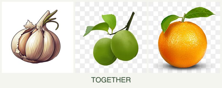 Can you plant garlic, plums and oranges together?