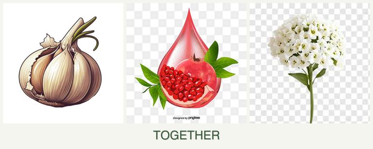 Can you plant garlic, pomegranates and alyssum together?