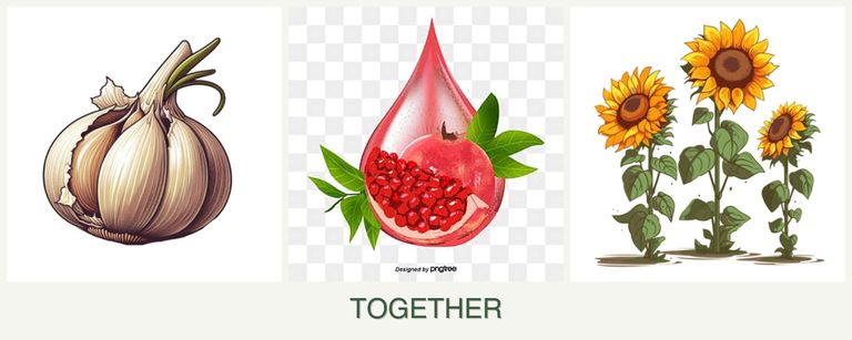 Can you plant garlic, pomegranates and sunflowers together?