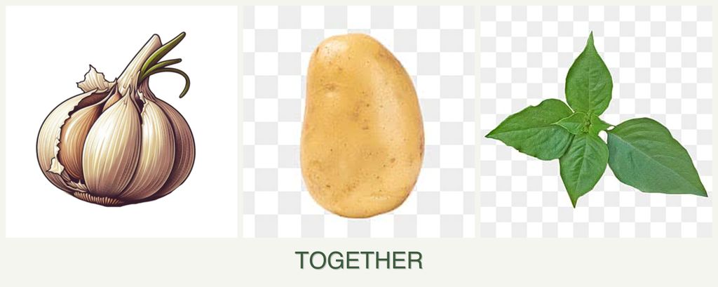 Can you plant garlic, potatoes and basil together?