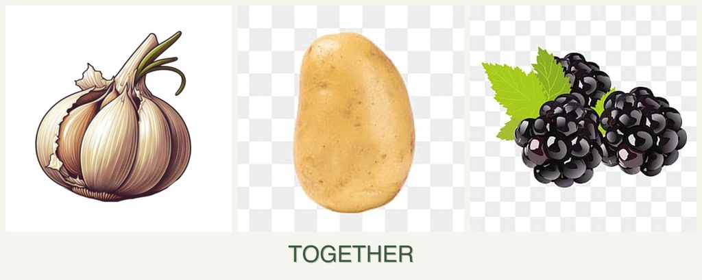 Can you plant garlic, potatoes and blackberries together?