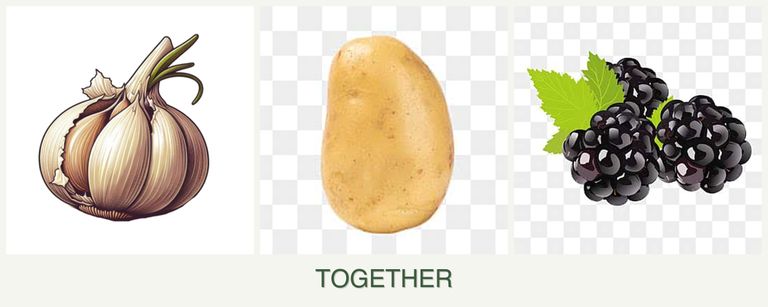Can you plant garlic, potatoes and blackberries together?
