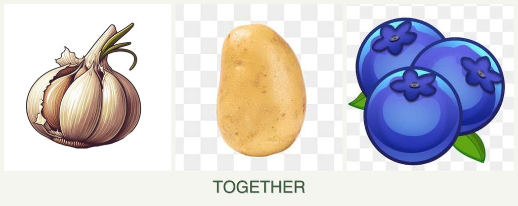 Can you plant garlic, potatoes and blueberries together?