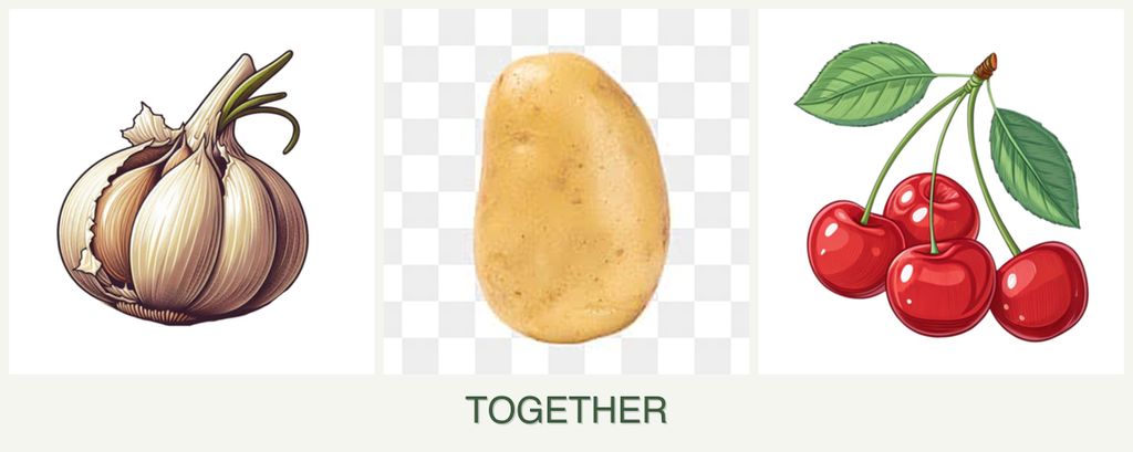 Can you plant garlic, potatoes and cherries together?