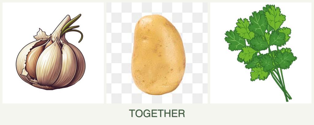 Can you plant garlic, potatoes and cilantro together?