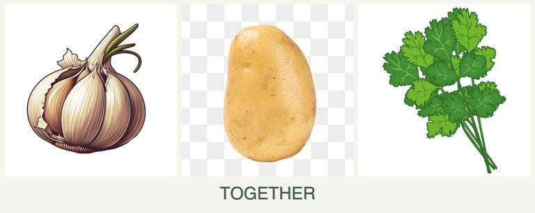 Can you plant garlic, potatoes and cilantro together?