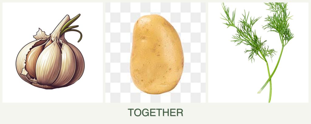 Can you plant garlic, potatoes and dill together?