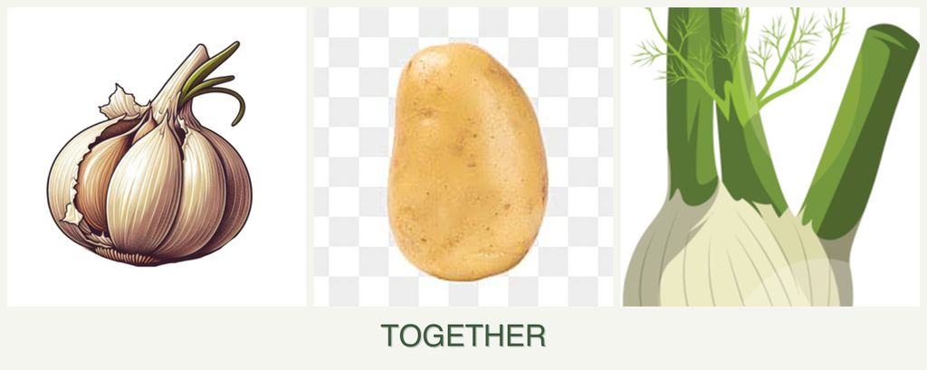 Can you plant garlic, potatoes and fennel together?