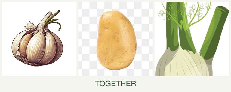 Can you plant garlic, potatoes and fennel together?