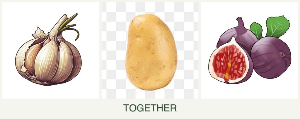 Can you plant garlic, potatoes and figs together?