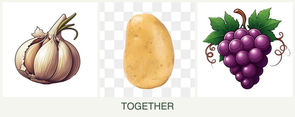 Can you plant garlic, potatoes and grapes together?