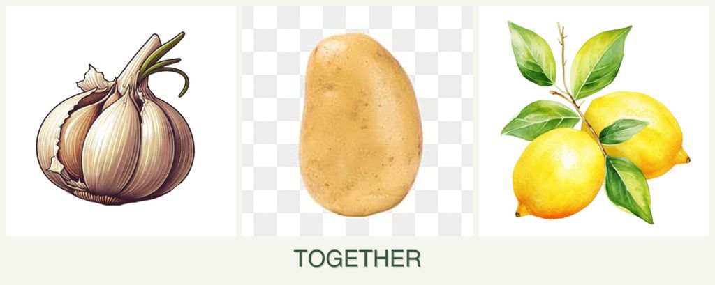 Can you plant garlic, potatoes and lemons together?