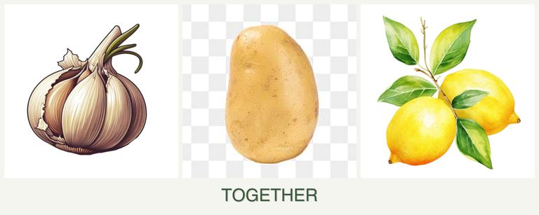 Can you plant garlic, potatoes and lemons together?