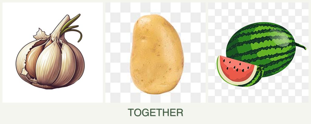 Can you plant garlic, potatoes and melons together?
