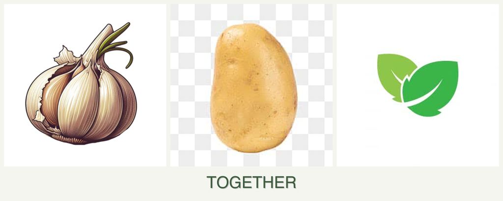 Can you plant garlic, potatoes and mint together?