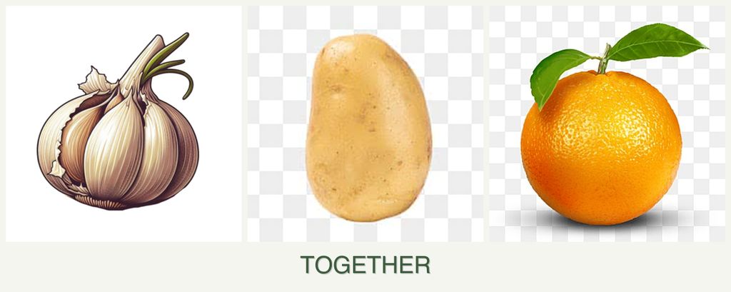 Can you plant garlic, potatoes and oranges together?