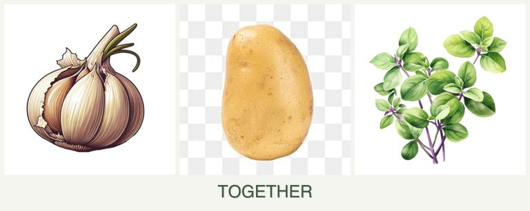 Can you plant garlic, potatoes and oregano together?