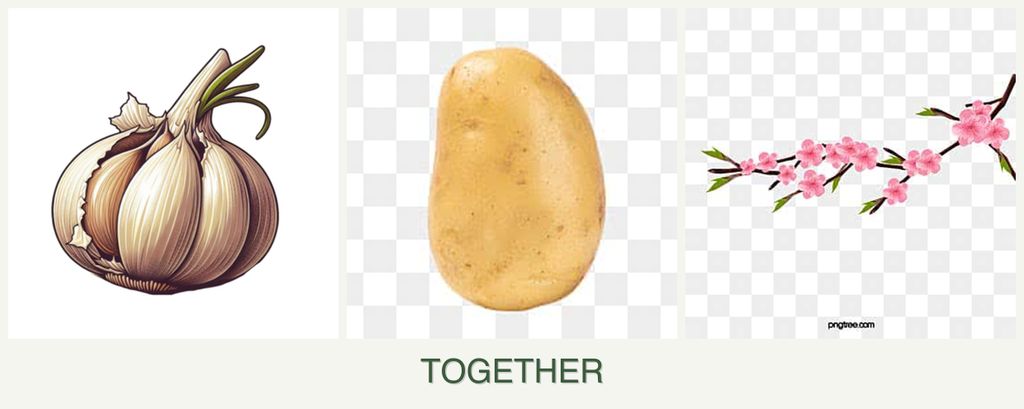 Can you plant garlic, potatoes and peaches together?
